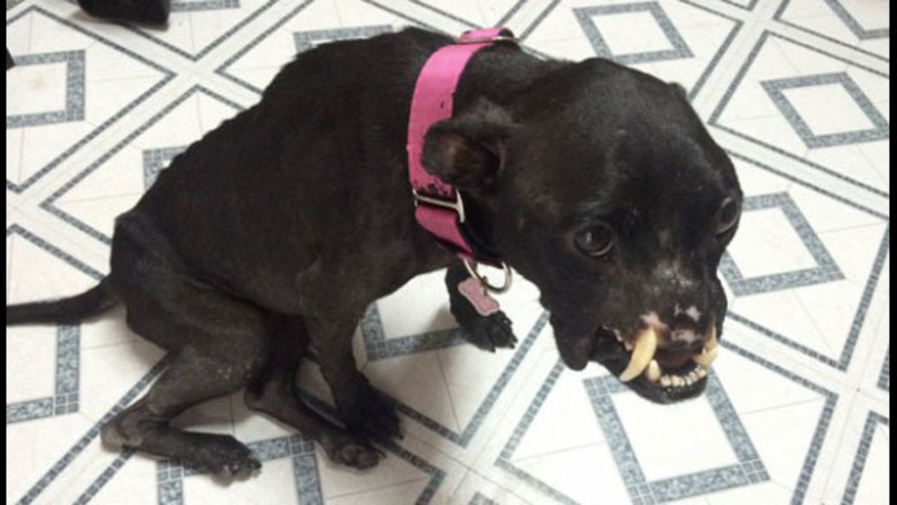 Broken Tail Dog Rescue Broken Tail Dog Rescue