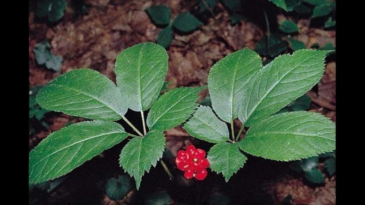 Virginia�s wild ginseng harvest has begun; last year�s