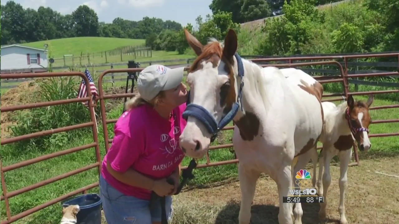 New Freedom Farm asking for help to save more horses from...