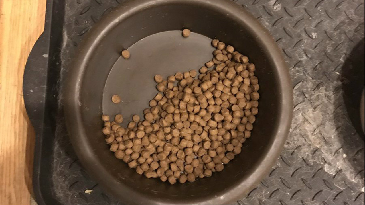 Dog continues to save half her food, despite loss of companion - WKMG Orlando