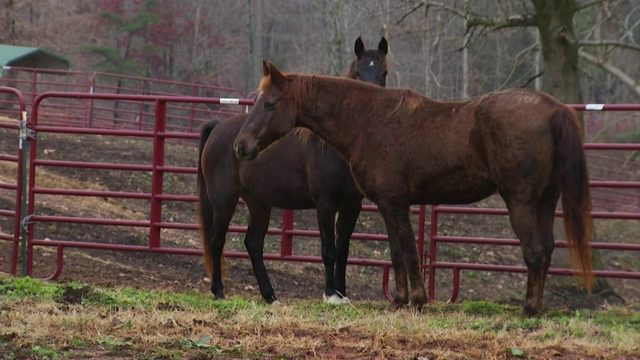 Owner Of Horses Found Atop Mill Mountain Located Owner Of Horses Found Atop Mill Mountain Located