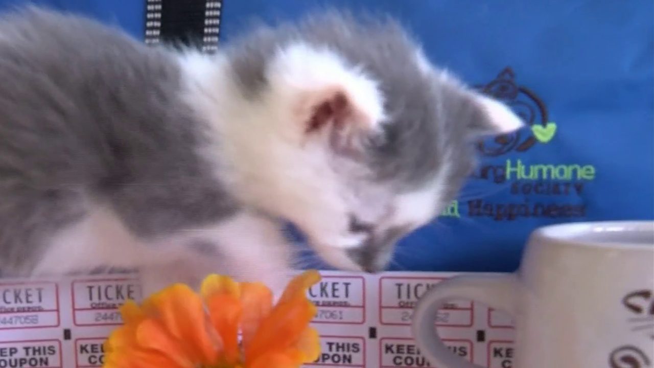 Lynchburg animal shelter holds 'Kitten shower'