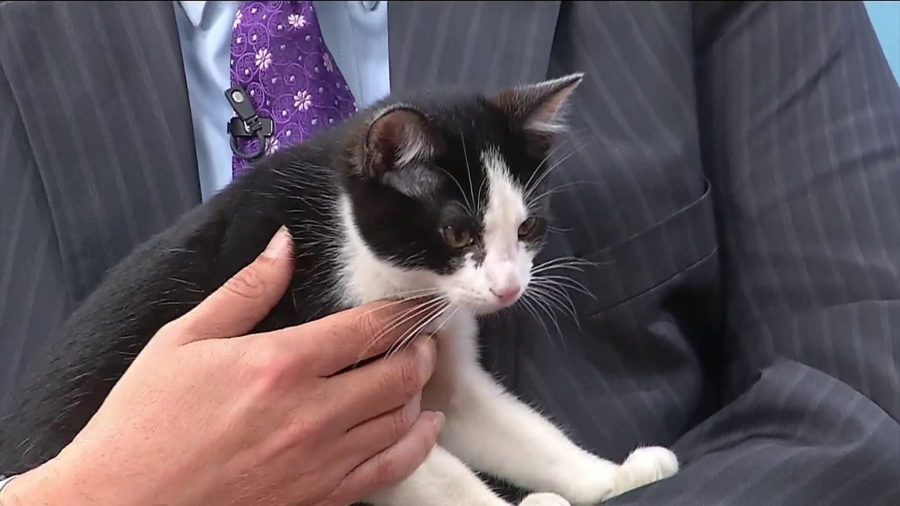 Pet of the Week: Meet Tux!