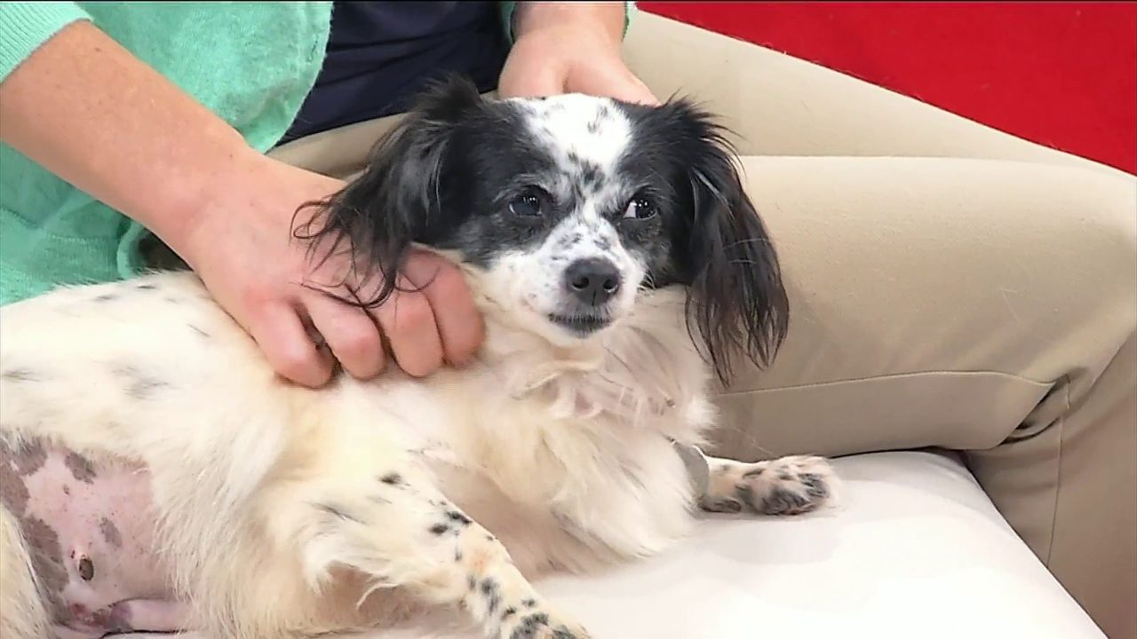 Pet of the Week: Meet Daisy!